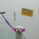 프리티펫 이미지