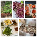 진주우리먹거리협동조합진주텃밭 이미지