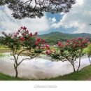 법흥새마을6교 | 경북 경주 서출지(書出池) 배롱나무꽃_천 년 못에 담긴 신라의 전설 【21년7월23일】