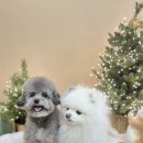 아띠아몽 이미지