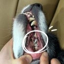 베를린 동물치과센터 이미지