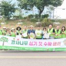 감사나무 이미지