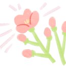 민들레꽃집 - 16856 | 민들레꽃집