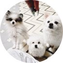 다이아몬드 유통 강아지 사랑 | 미니비숑 강아지 피부 영양제 베츠초이스 뉴트리션 S+ 급여후기