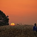 하늘공원 이미지