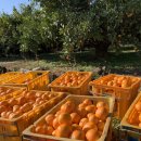 야베스 1농장 이미지