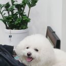 태라뷰티 | 평택 눈썹 디자인 “태라 뷰티” 후기