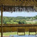 도그프리덤 이미지