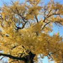 홍산객사 은행나무 이미지