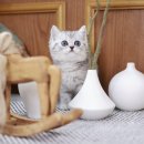 미니펫 강아지분양 고양이분양 수원점 이미지