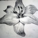 데생 중급 이미지