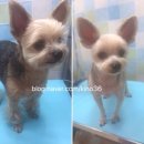 59펫살롱 이미지