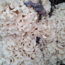 자연산 꽃송이 버섯 이미지