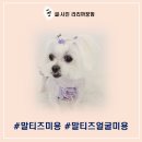 살랑살롱 | 말티즈 미용과 얼굴관리, 살랑살롱 애견미용실에서 꿍이의 하루