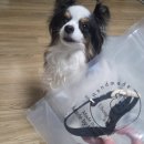 워킹펫 | 유봉펫 목줄세트, 장모견도 쉽게 버클목줄 사용하기 리얼내돈내산후기