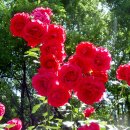 장미별장 이미지