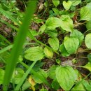 신장농장 이미지