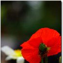 [충남아산] 천상화원 아산 '세계 꽃 식물원' 1 (03.30) 이미지