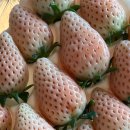 세라농장(1농장) 이미지