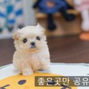 유앤미펫 강아지분양 고양이분양 위례점 | [인천강아지분양]이쁜아기들만 모아놓은 유앤미펫 강아지분양 고양이분양 인천본점 후기