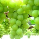 청포도 이미지