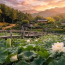 백련오토바이 | 7월꽃여행 경남 연꽃 명소 가볼만한곳(함양·산청·고성·밀양)