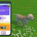 퍼피아일랜드 이미지