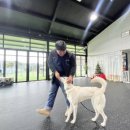 진도애견훈련소 이미지