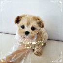 광주강아지분양 애견분양 마마스미독 광주점 이미지