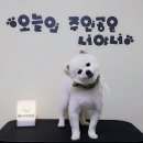 지니펫살롱 이미지