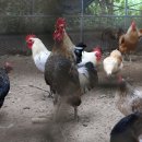 일희농장 이미지