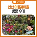 이동꽃마을 | 꽃 향기로 가득한 안산 이동 꽃마을 방문 후기🌼