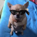 디쥬라기