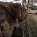 풍천사슴농장 이미지