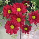 망 조 대 이미지