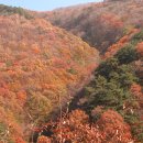참나무