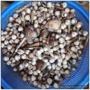 마검포레져하우스가족독채수영장 이미지