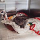 조치원메디컬센터 이미지