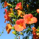 상월초등학교 이미지