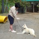 쪼쪼애견 이미지