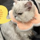 이든 동물메디컬 이미지