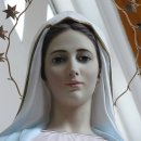 성모의지 이미지