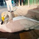 안산소방서(대부119안전센터)