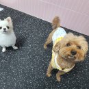 이리온(IRION) 이미지