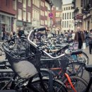 분당에덴동물병원 이미지