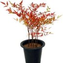 남천반점 이미지