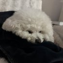 오복동물치과병원 이미지