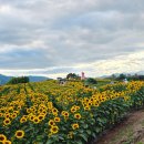 경남신발판매장 | [함안 가볼 만한 곳] 제14회 강주 "해바라기" 축제 *황금빛 여름