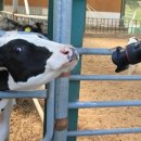 둔내목장 이미지