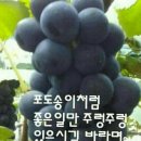 포도송이
